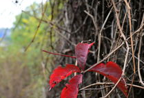 红叶视频,捕捉秋日美景的视觉盛宴